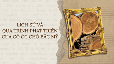 Lịch Sử và Quá Trình Phát Triển Của Gỗ Óc Chó Bắc Mỹ
