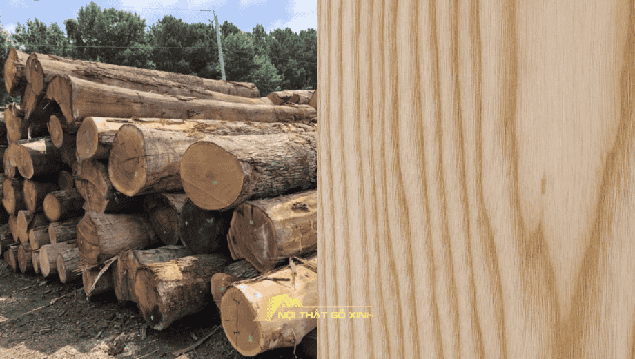 So sánh gỗ óc chó và gỗ sồi