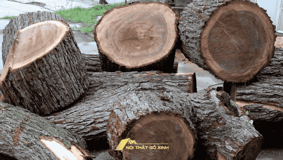 Quy trình chọn lọc gỗ óc chó chất lượng cao cho nội thất cao cấp