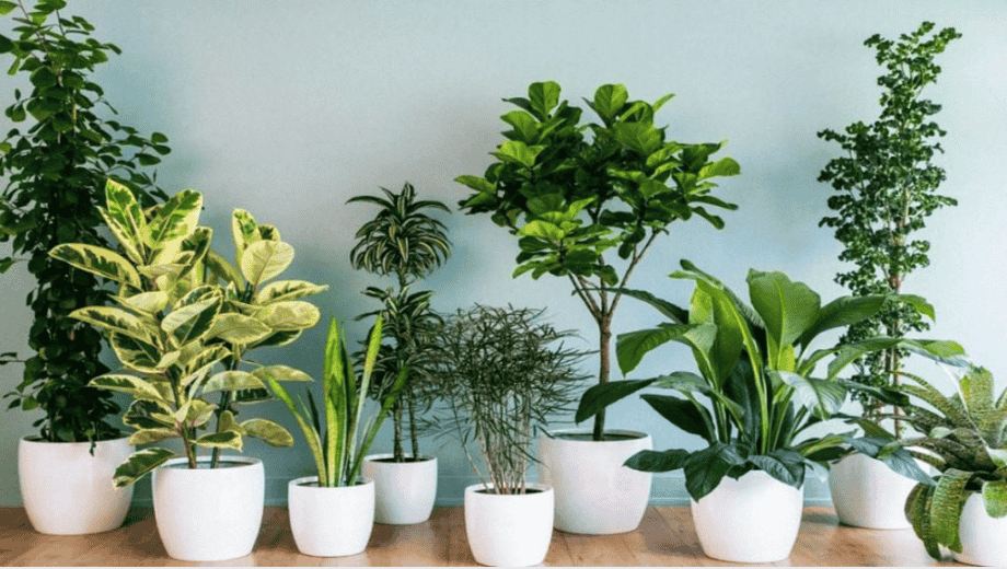 Cách chọn cây xanh trang trí cùng nội thất gỗ óc chó để kích tài vận
