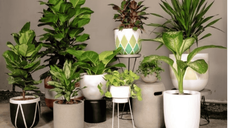 Cách chọn cây xanh trang trí cùng nội thất gỗ óc chó để kích tài vận