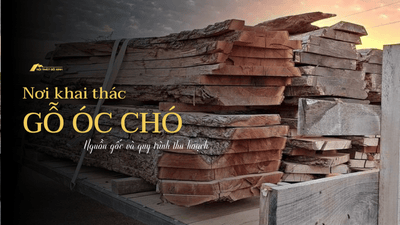 Gỗ óc chó được khai thác ở đâu? Nguồn gốc và quy trình thu hoạch