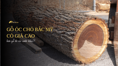 Tại sao gỗ óc chó Bắc Mỹ có giá cao hơn gỗ từ các nước khác?