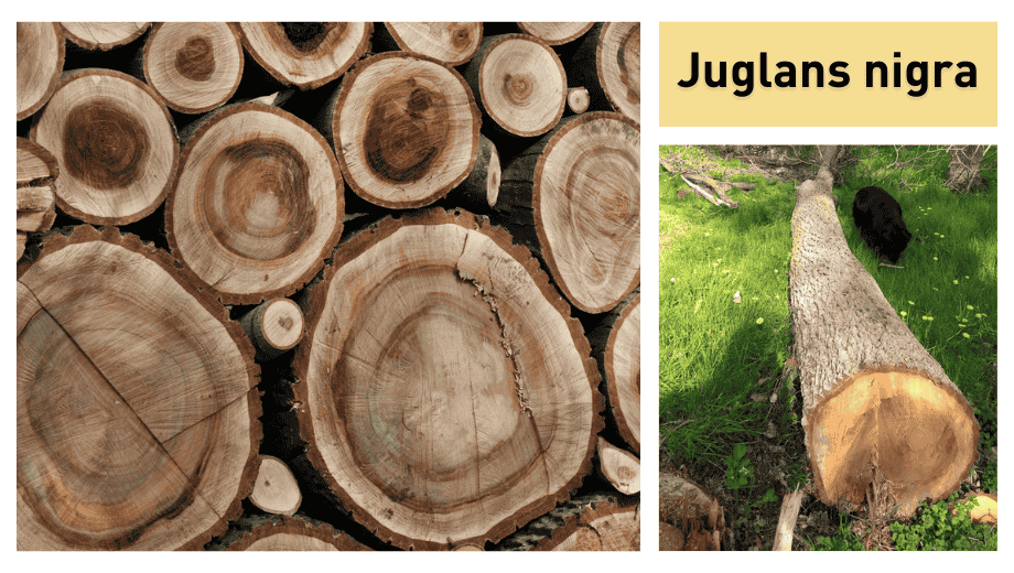 Juglans nigra