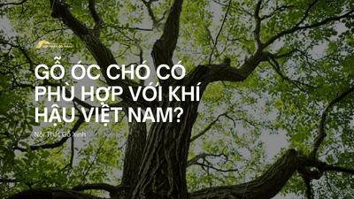 Gỗ óc chó Bắc Mỹ có phù hợp với khí hậu Việt Nam?