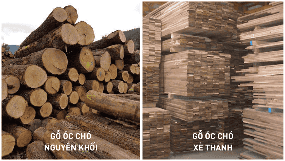 Gỗ óc chó nguyên khối và gỗ ghép thanh có gì khác biệt khi gia công?