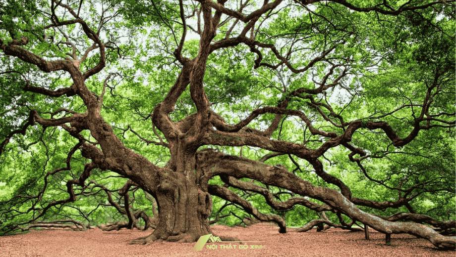 Gỗ Sồi: Sự Lựa Chọn Bền Vững và Đa Dụng