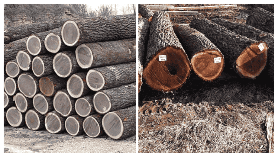 Phân biệt gỗ óc chó non và gỗ óc chó già