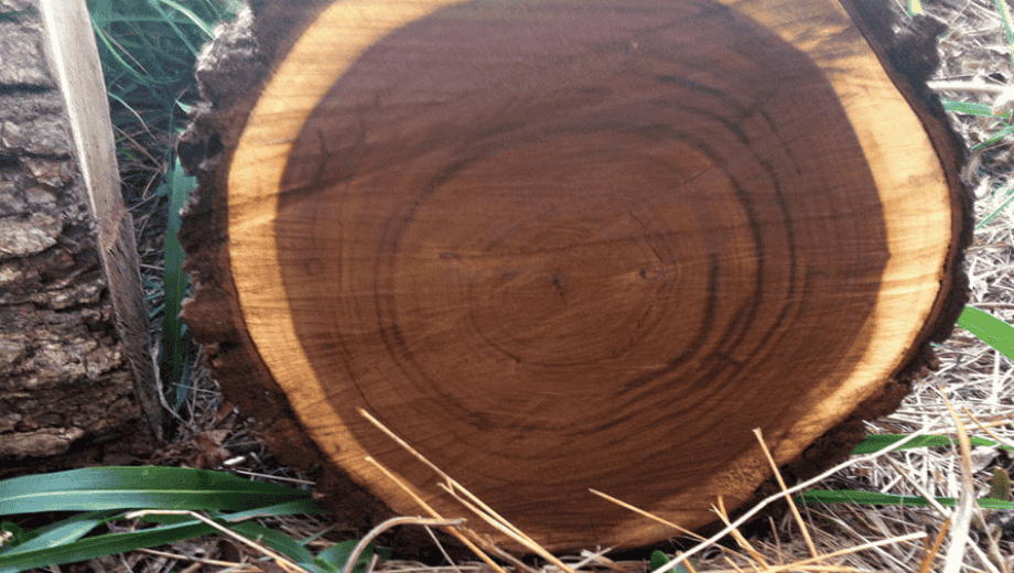 Sự chuyển màu tự nhiên từ tâm gỗ ra dác gỗ