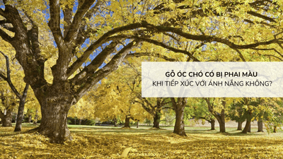 Gỗ óc chó có bị phai màu khi tiếp xúc với ánh nắng không?