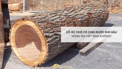 Gỗ óc chó có chịu được khí hậu nóng ẩm Việt Nam không?
