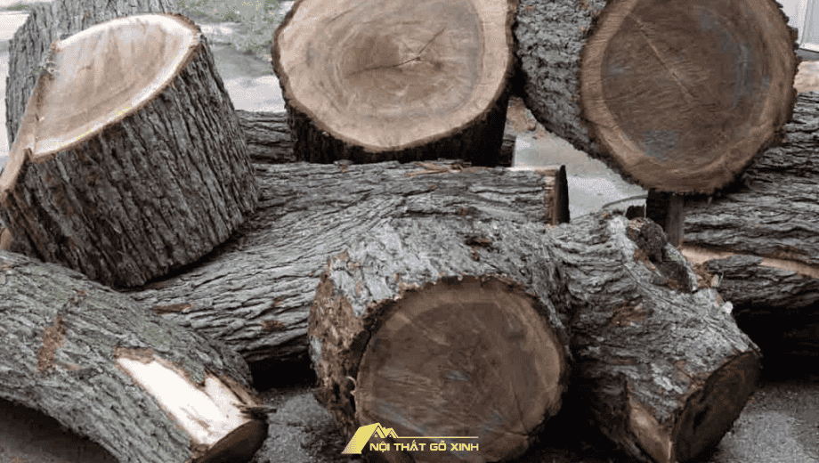 Gỗ óc chó – Vẻ đẹp tự nhiên và độ bền vượt thời gian
