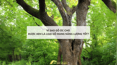 Vì sao gỗ óc chó được xem là loại gỗ mang năng lượng tốt?