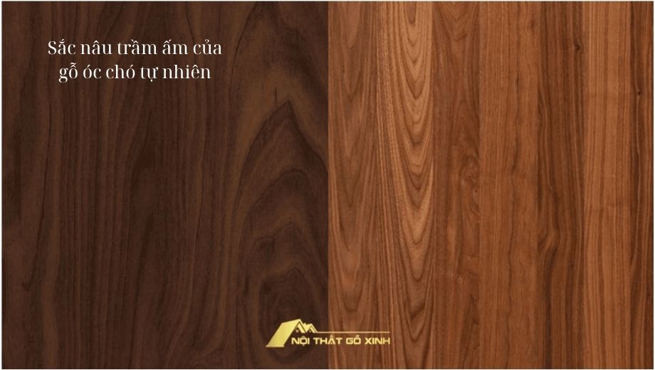 Màu sắc tự nhiên của gỗ óc chó 