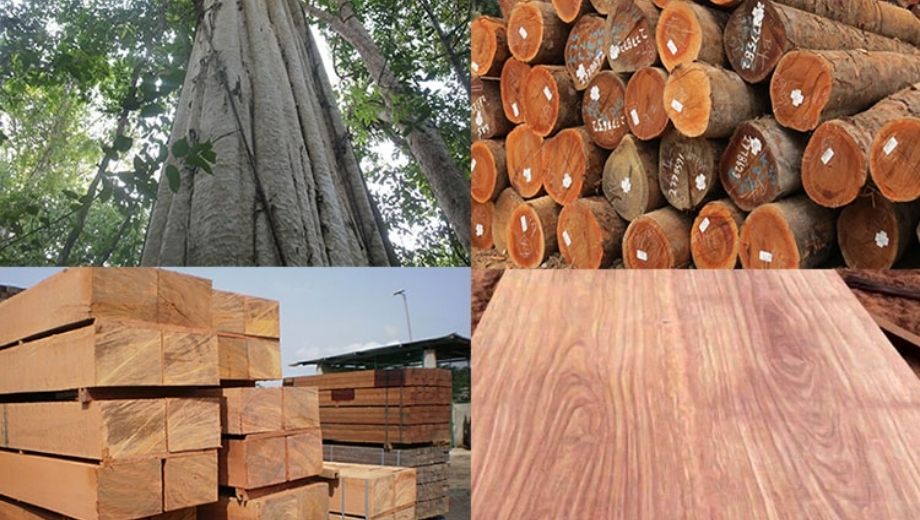 Gỗ óc chó có độ bền cao, bền màu chống mối mọt tốt 