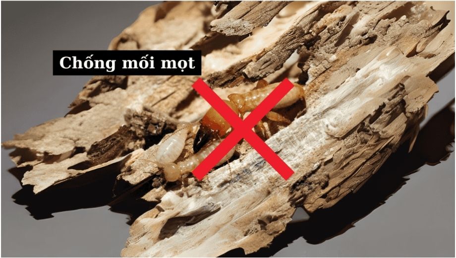 Gỗ óc chó chống mối  mọt
