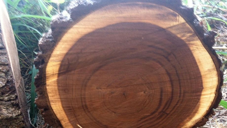 Gỗ óc chó với vân gỗ tinh tế màu nâu trầm trong sáng tinh tế 