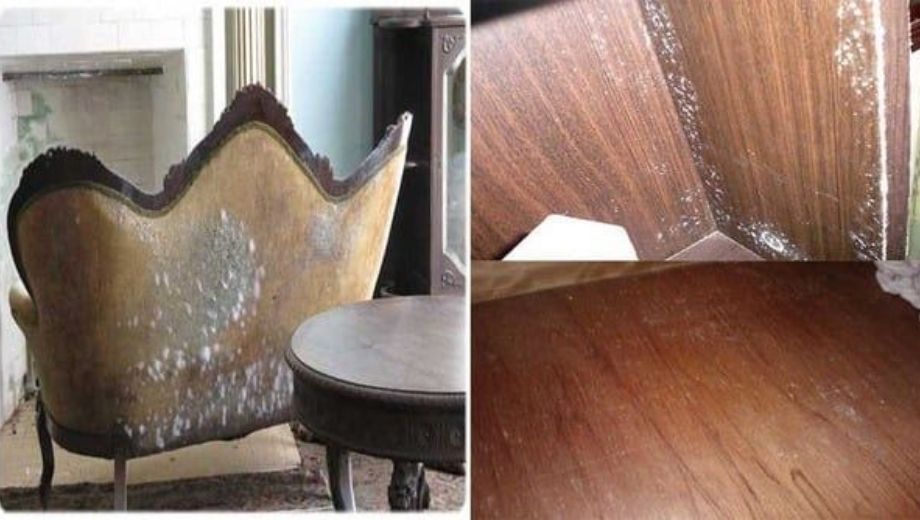 Nội thất gỗ óc chó bị ẩm mốc