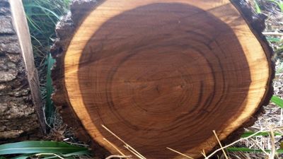 Tại sao gỗ óc chó có độ bóng tự nhiên mà không cần sơn phủ