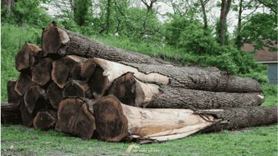 Vì sao vân gỗ óc chó được đánh giá cao trong thiết kế nội thất?