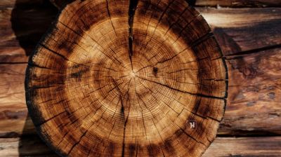 Vì sao gỗ óc chó Bắc Mỹ chiếm lĩnh thị trường Việt Nam?