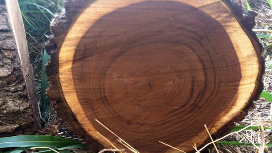 Gỗ óc chó có giá trị cao 