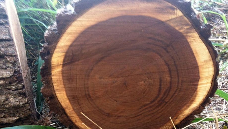 Gỗ óc chó màu nâu trầm ấm tự nhiên tinh tế đẳng cấp 