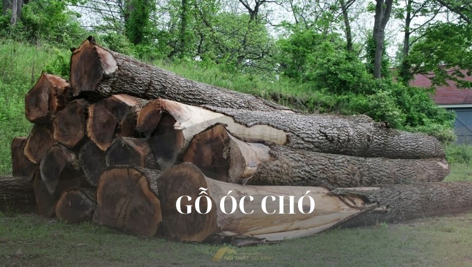 Giới thiệu về gỗ óc chó 