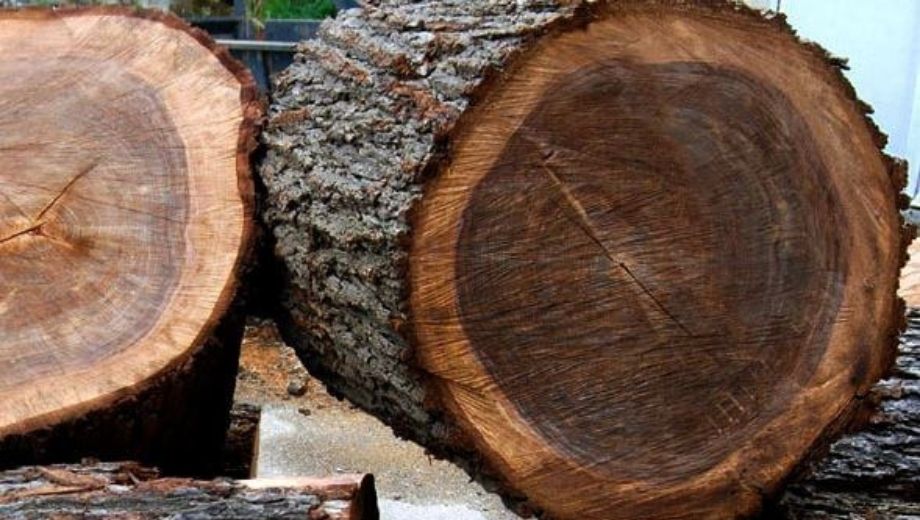 Vì sao gỗ óc chó có sự thay đổi màu sắc 