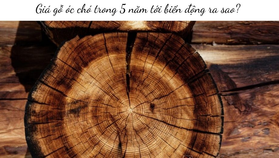 Biến động của giá gỗ óc chó 