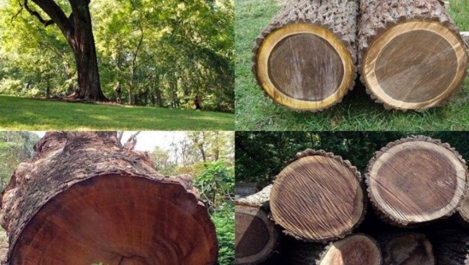 Các loại gỗ óc chó trên thị trường 