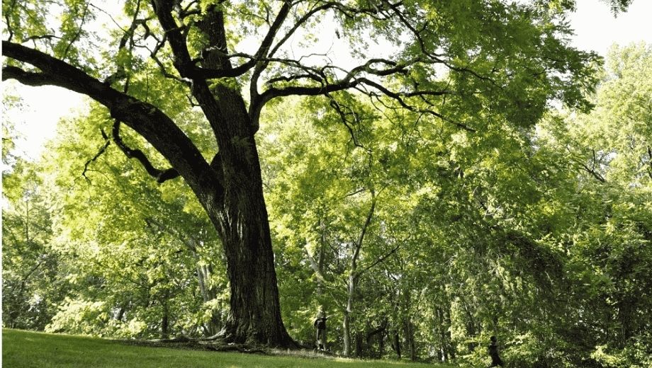 Gỗ óc chó Bắc Mỹ 