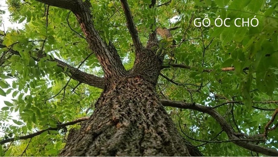 Gỗ óc chó - vật liệu cao cấp 