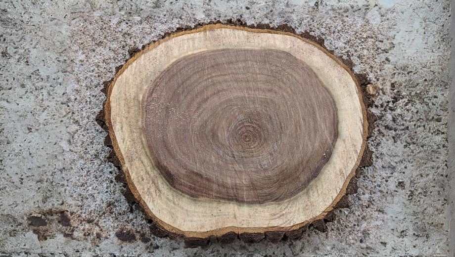 Lịch sử lâu đời của ngành gỗ óc chó 