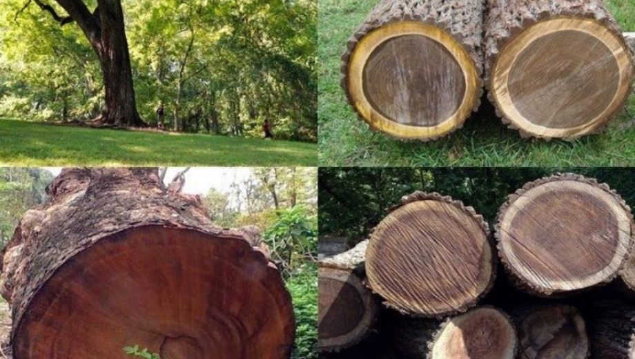 Thị trường gỗ óc chó toàn cầu 