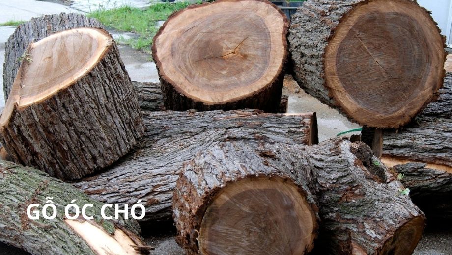 Gỗ óc chó