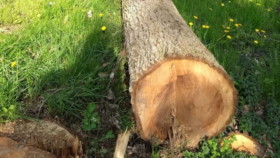 Nguồn gốc, xuất xứ của gỗ óc chó 