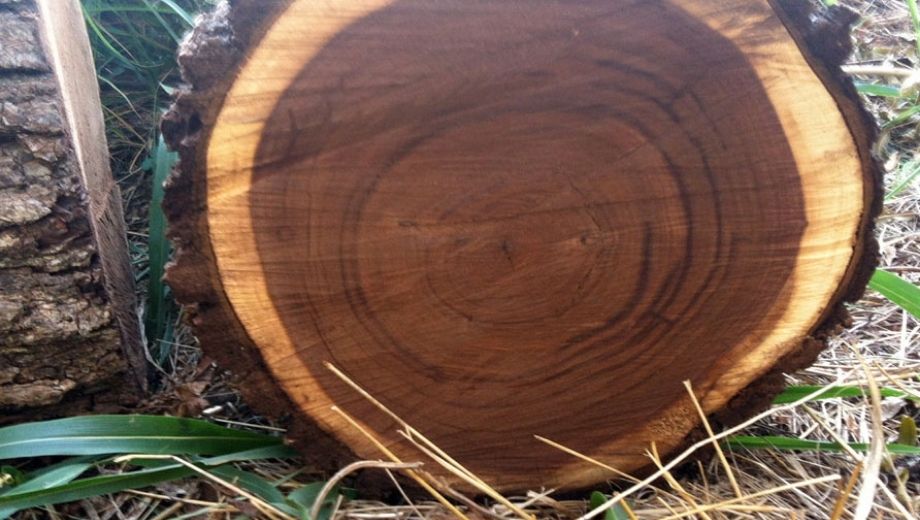 Vân gỗ óc chó tự nhiên 